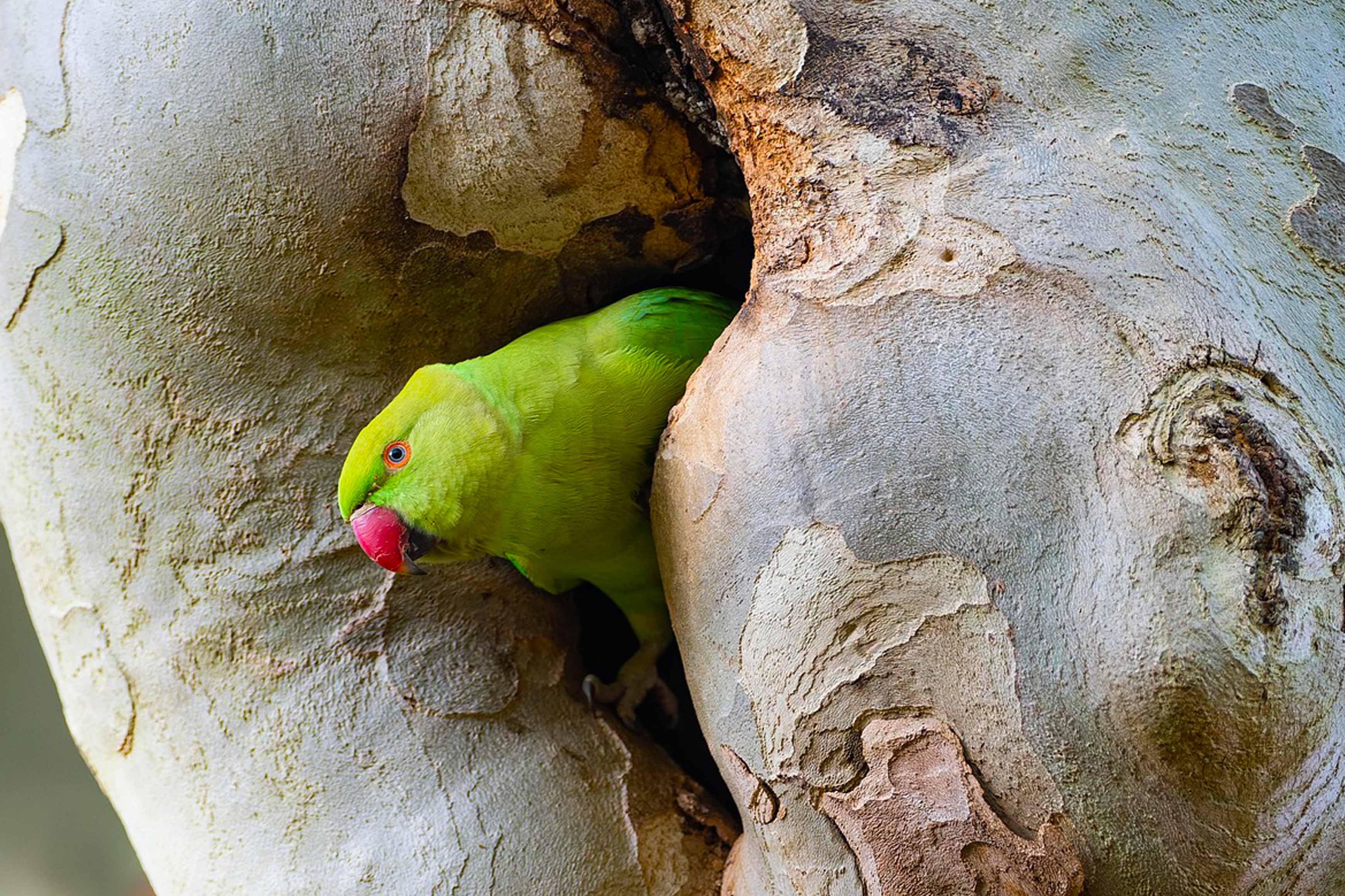 Emergency Department